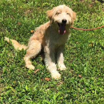 Buddy -  Goldendoodle and Labrador Retriever Dog for Adoption in Campton, Kentucky - Buddy | PetCurious