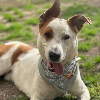 Gibson -  German Shepherd Dog and Australian Cattle Dog Blue Heeler Dog for Adoption in Houston, Texas - Gibson | PetCurious