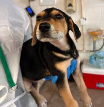 Mixed Breed Dogs Available for Adoption in West Chester, Pennsylvania - Louis Vuitton | PetCurious