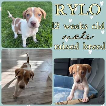 Hound Dogs Available for Adoption in Grantville, Pennsylvania - Rylo | PetCurious