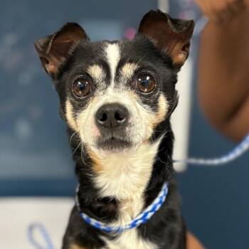 Clyde S. Dale -  Chihuahua Dog for Adoption in Newark, New Jersey - Clyde S. Dale | PetCurious