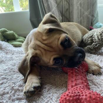 Fallon -  Pug and Mixed Breed Dog for Adoption in Alma, Wisconsin - Fallon | PetCurious