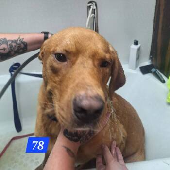 Tank -  Rhodesian Ridgeback Dog for Adoption in Madill, Oklahoma - Tank | PetCurious