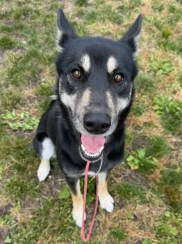 Louise Tag 829 -  Shepherd and Husky Dog for Adoption in Central Islip, New York - Louise Tag 829 | PetCurious