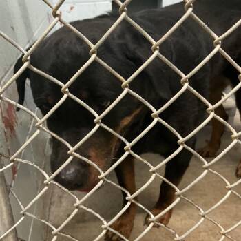 Rottweiler and Mixed Breed Dogs Available for Adoption in Saint Joseph, Missouri - Tonic(Bear) | PetCurious