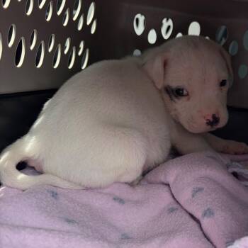 Terrier Dogs Available for Adoption in Corpus Christi, Texas - Froggy | PetCurious