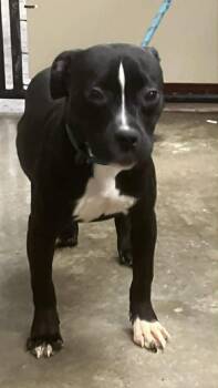 Pit Bull Terrier Dogs Available for Adoption in Springfield, Illinois - Blaze | PetCurious