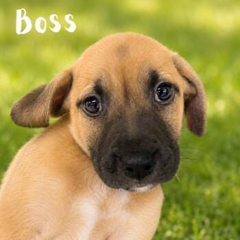 Boss -  Pit Bull Terrier Dog for Adoption in St. Petersburg, Florida - Boss | PetCurious