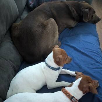 Teddy -  Mixed Breed and Rat Terrier Dog for Adoption in West Olive, Michigan - Teddy | PetCurious
