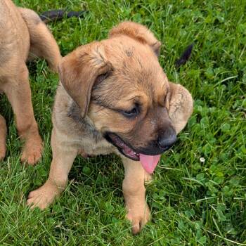 Mastiff and Shepherd Dogs Available for Adoption in Ravenna, Ohio - 190508 LOOKING FOR OWNER | PetCurious
