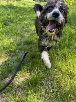 Bernadoodle Dogs Available for Adoption in Marshall, North Carolina - Fozzie Bear | PetCurious