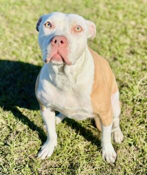 Rescue Pit Bull Terrier Dogs for Adoption - Ginger | PetCurious