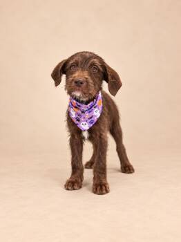 cindy lou -  Poodle and American Bully Dog for Adoption in Miami, Florida - Cindy Lou | PetCurious
