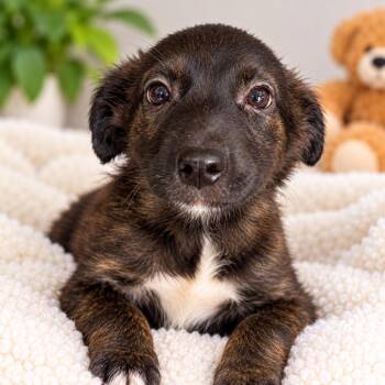 Betty -  Mixed Breed Dog for Adoption in Hopkinton, Massachusetts - Betty | PetCurious
