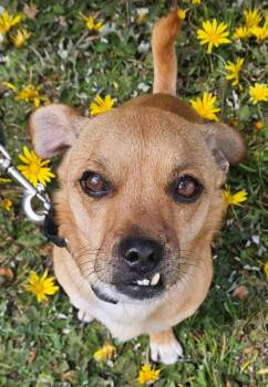 Pug and Beagle Dogs Available for Adoption - Grin | PetCurious