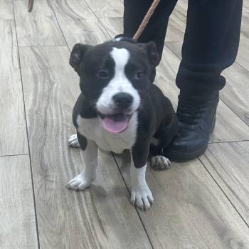 Pippi -  Mixed Breed Dog for Adoption in Newark, New Jersey - Pippi | PetCurious