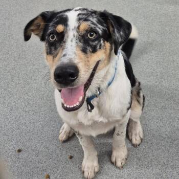 Xander -  Australian Shepherd and Border Collie Dog for Adoption in Kingman, Kansas - Xander | PetCurious