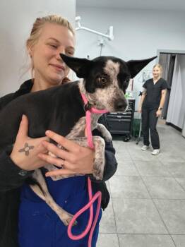 Linda -  Miniature Pinscher and Chihuahua Dog for Adoption in Saugus, Massachusetts - Linda | PetCurious