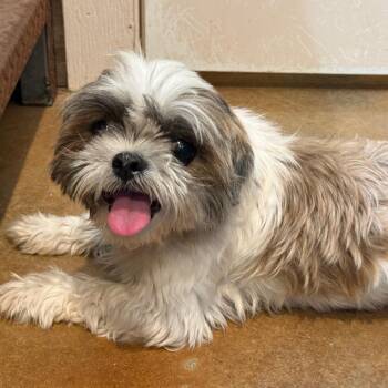 Fiyero -  Shih Tzu Dog for Adoption in Hondo, Texas - Fiyero | PetCurious