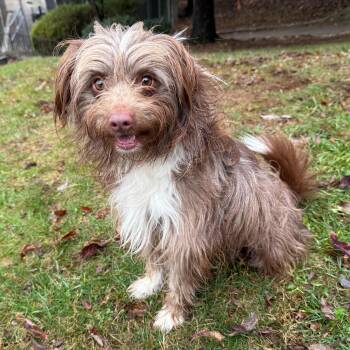 Rescue Havanese Dogs for Adoption in Latrobe, Pennsylvania - Miner | PetCurious