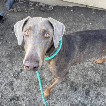 Doberman Pinscher Dogs Available for Adoption in Oakland, California - Rosalia | PetCurious