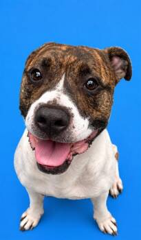 GAMBIT -  Pit Bull Terrier Dog for Adoption in Westminster, Maryland - GAMBIT | PetCurious