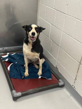 Bella -  Husky Dog for Adoption in Oxford, North Carolina - Bella | PetCurious