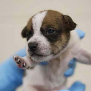 THUNDER -  Terrier Dog for Adoption in San Antonio, Texas - THUNDER | PetCurious