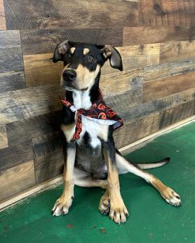 Copper ( bacon) -  Coonhound and Rottweiler Dog for Adoption in Pensacola, Florida - Copper ( Bacon) | PetCurious