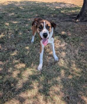 Kale -  Australian Shepherd Dog for Adoption in Cleburne, Texas - Kale | PetCurious