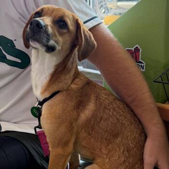 Mabel -  Terrier and Mixed Breed Dog for Adoption in Abbotsford, British Columbia - Mabel | PetCurious