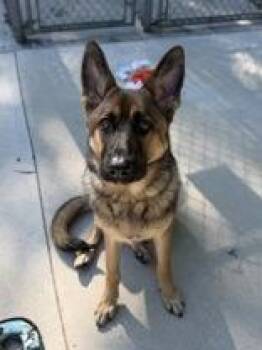 Roxi -  German Shepherd Dog Dog for Adoption in Manitowoc, Wisconsin - Roxi | PetCurious