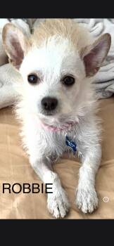 Robbie -  Terrier Dog for Adoption in Lancaster, California - Robbie | PetCurious