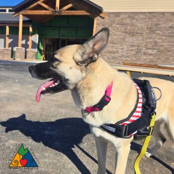 Elita -  German Shepherd Dog and Mixed Breed Dog for Adoption in Douglas, Wyoming - Elita | PetCurious