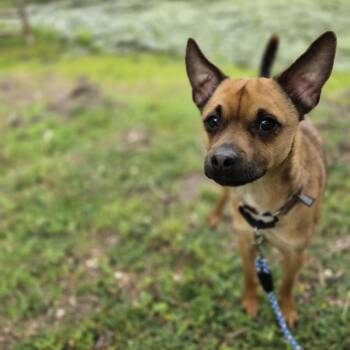 Terrier Dogs Available for Adoption in Waterford, New Jersey - FREEDOM | PetCurious