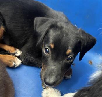 JUPITER -  Mixed Breed Dog for Adoption in Dallas, Texas - JUPITER | PetCurious