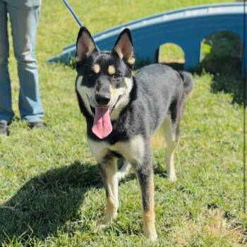 Rescue Shepherd Dogs for Adoption in Sonora, California - Hamilton | PetCurious