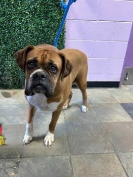 Boxer and Mixed Breed Dogs Available for Adoption in El Paso, Texas - CHATA | PetCurious