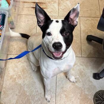 Pit Bull Terrier Dogs Available for Adoption in Galveston, Texas - Wilbur | PetCurious