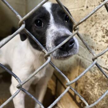 Mixed Breed Dogs Available for Adoption in New York, New York - Orion 2 | PetCurious