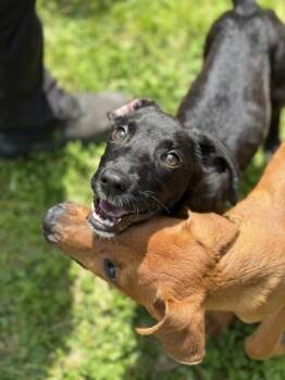 Catahoula Leopard Dog and Mixed Breed Dogs Available for Adoption in Morton Grove, Illinois - Raine | PetCurious