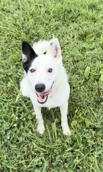 Snow -  Border Collie Dog for Adoption in Aurora, Illinois - Snow | PetCurious