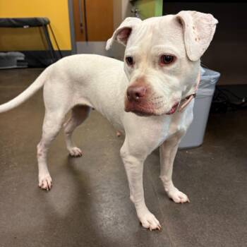 Miley Cyrus -  Pit Bull Terrier Dog for Adoption in Norman, Oklahoma - Miley Cyrus | PetCurious
