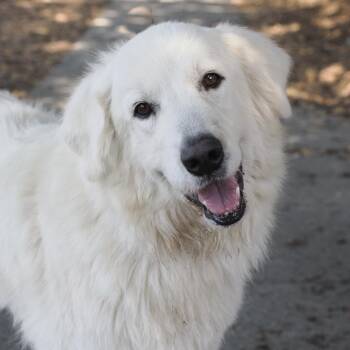 Rescue Great Pyrenees Dogs for Adoption in Richmond, California - MOLLY | PetCurious