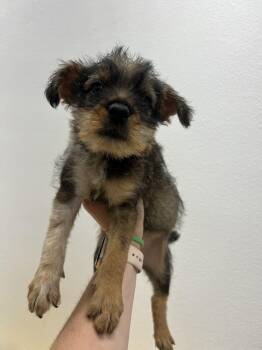 Dandelion -  Dachshund and Terrier Dog Available for Adoption in Fort Collins, Colorado - Dandelion | PetCurious