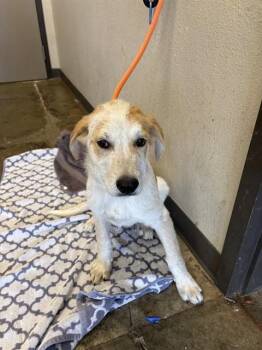 SHARE -  Australian Cattle Dog Blue Heeler Dog for Adoption in Ontario, California - SHARE | PetCurious