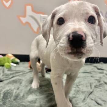 Coco -  Mixed Breed Dog for Adoption in Houston, Texas - Coco | PetCurious