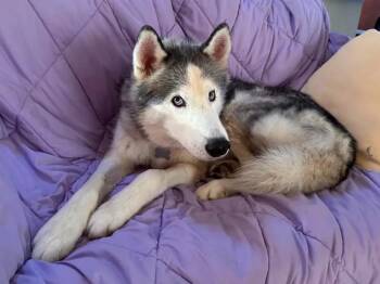 Rescue Siberian Husky Dogs for Adoption in Casselberry, Florida - Sory | PetCurious