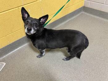 Chihuahua and Dachshund Dogs Available for Adoption in Colorado Springs, Colorado - PENNY | PetCurious