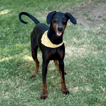 Rescue Doberman Pinscher and Manchester Terrier Dogs for Adoption in Modesto, California - Daisy | PetCurious